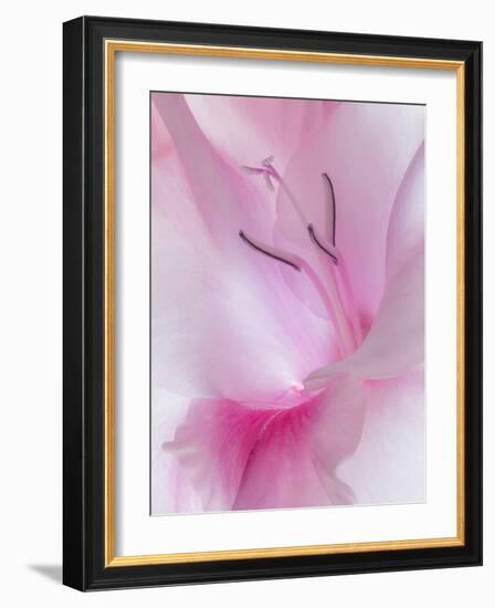 Gladiola Blossom II-Kathy Mahan-Framed Photographic Print