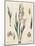 Gladiola Chart Linen-Sue Schlabach-Mounted Art Print