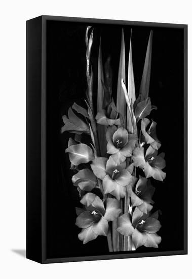 Gladiola Study-Anna Miller-Framed Premier Image Canvas