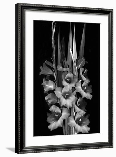 Gladiola Study-Anna Miller-Framed Photographic Print