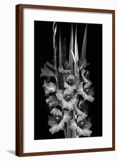 Gladiola Study-Anna Miller-Framed Photographic Print