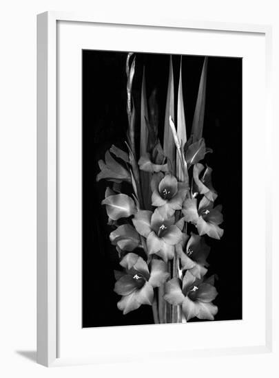 Gladiola Study-Anna Miller-Framed Photographic Print