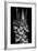 Gladiola Study-Anna Miller-Framed Photographic Print