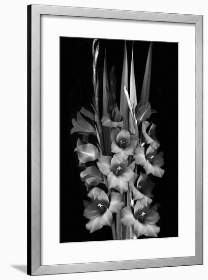 Gladiola Study-Anna Miller-Framed Photographic Print
