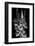 Gladiola Study-Anna Miller-Framed Photographic Print