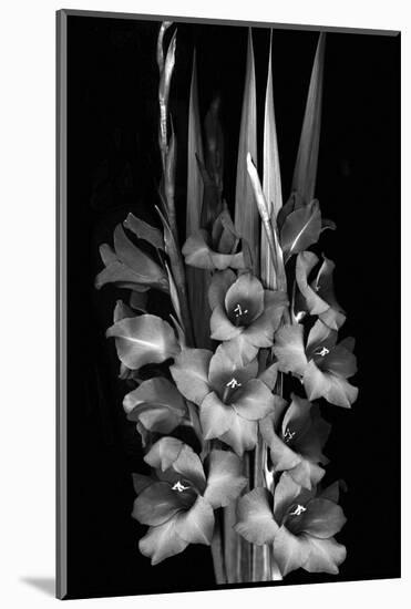 Gladiola Study-Anna Miller-Mounted Photographic Print