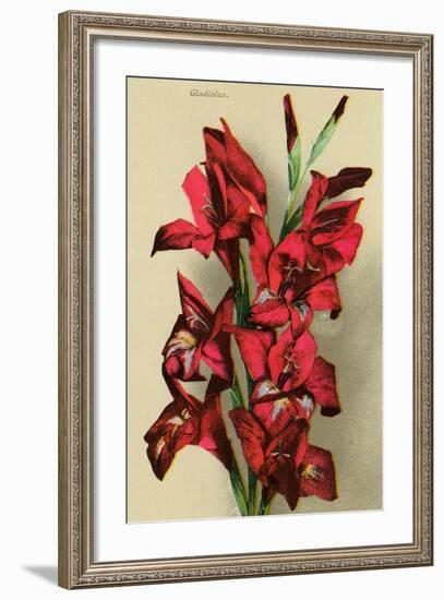 Gladiola-null-Framed Art Print