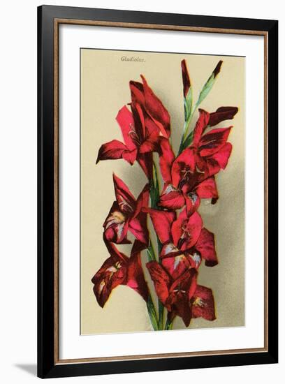 Gladiola-null-Framed Art Print