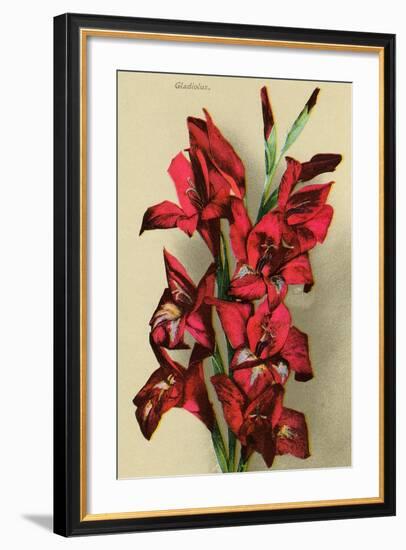 Gladiola-null-Framed Art Print