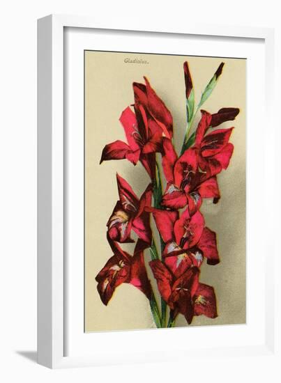 Gladiola-null-Framed Art Print