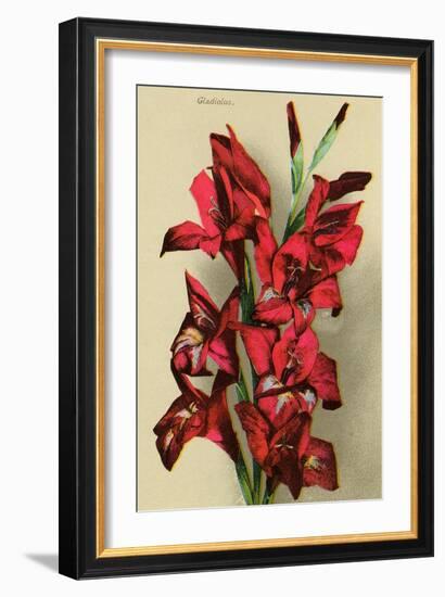 Gladiola-null-Framed Art Print