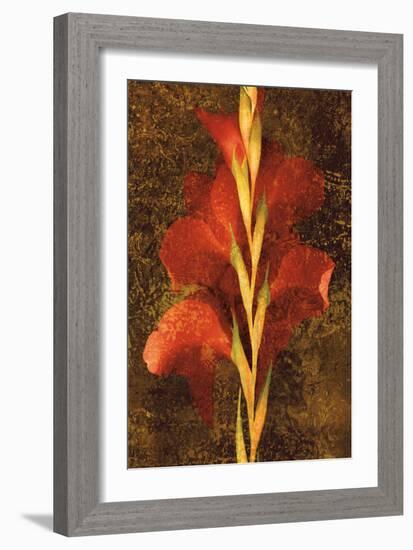 Gladiola-John Seba-Framed Premium Giclee Print