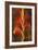 Gladiola-John Seba-Framed Premium Giclee Print