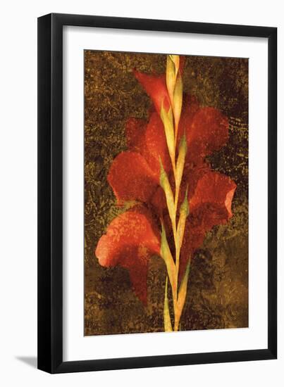 Gladiola-John Seba-Framed Premium Giclee Print