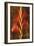 Gladiola-John Seba-Framed Art Print