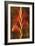 Gladiola-John Seba-Framed Art Print