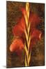 Gladiola-John Seba-Mounted Art Print