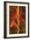 Gladiola-John Seba-Framed Art Print