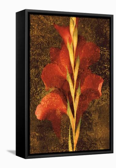 Gladiola-John Seba-Framed Stretched Canvas