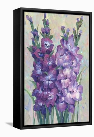 Gladiolas Blooming II-Tim OToole-Framed Stretched Canvas