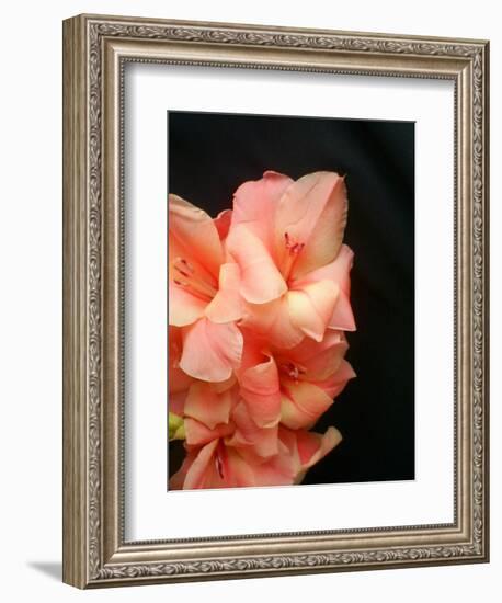 Gladiolas-Ruth Palmer 3-Framed Art Print