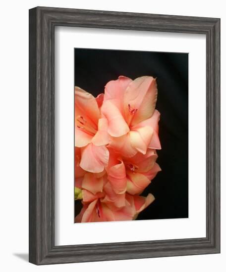 Gladiolas-Ruth Palmer 3-Framed Art Print