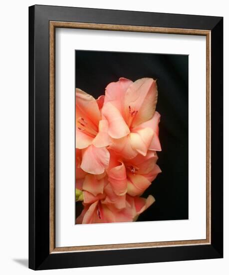 Gladiolas-Ruth Palmer 3-Framed Art Print