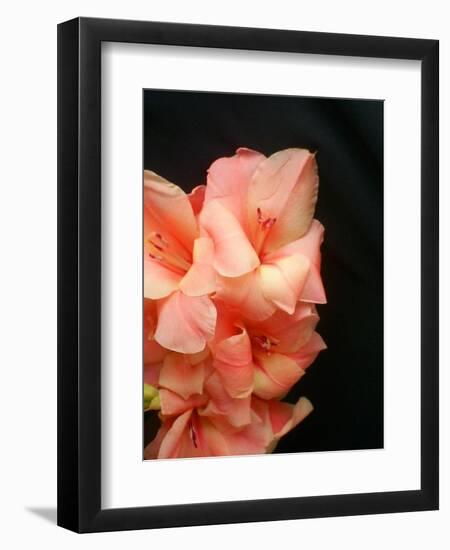 Gladiolas-Ruth Palmer 3-Framed Art Print