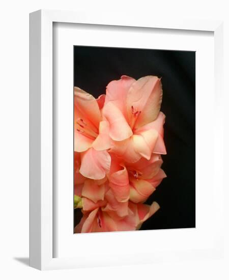 Gladiolas-Ruth Palmer 3-Framed Art Print