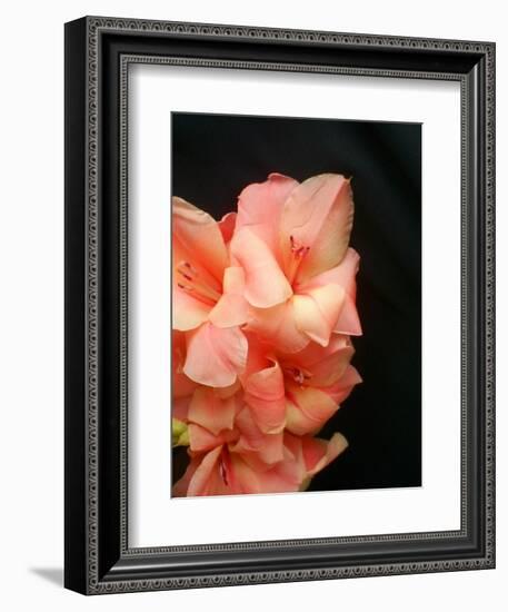 Gladiolas-Ruth Palmer 3-Framed Art Print