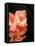 Gladiolas-Ruth Palmer 3-Framed Stretched Canvas