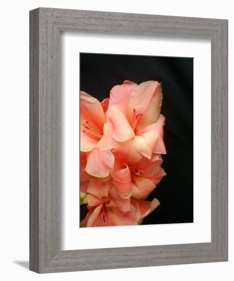 Gladiolas-Ruth Palmer 3-Framed Premium Giclee Print