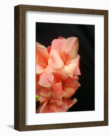 Gladiolas-Ruth Palmer 3-Framed Premium Giclee Print