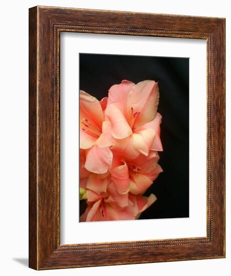 Gladiolas-Ruth Palmer 3-Framed Premium Giclee Print