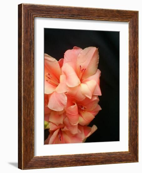 Gladiolas-Ruth Palmer 3-Framed Art Print