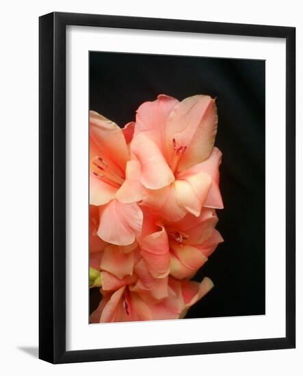 Gladiolas-Ruth Palmer 3-Framed Art Print