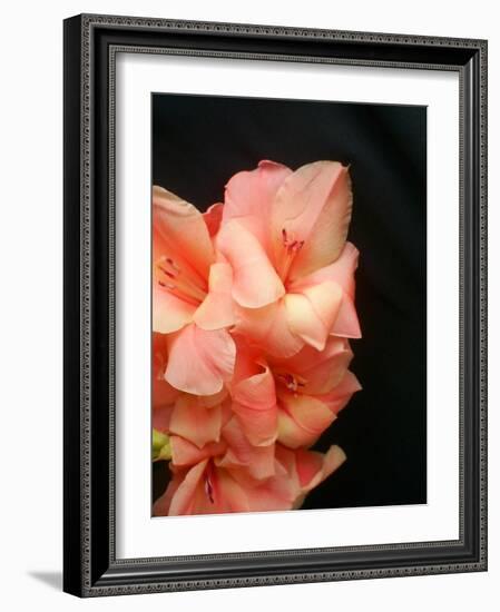 Gladiolas-Ruth Palmer 3-Framed Art Print