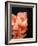 Gladiolas-Ruth Palmer 3-Framed Art Print