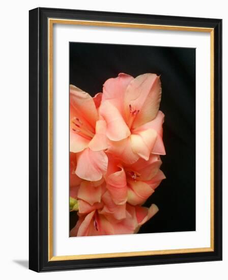 Gladiolas-Ruth Palmer 3-Framed Art Print