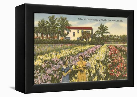 Gladioli Field, Ft. Myers, Florida-null-Framed Stretched Canvas