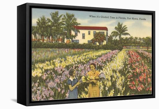 Gladioli Field, Ft. Myers, Florida-null-Framed Stretched Canvas