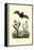 Gladiolus, 1833-39-null-Framed Premier Image Canvas