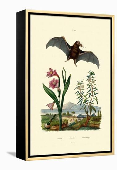 Gladiolus, 1833-39-null-Framed Premier Image Canvas