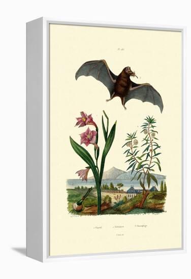 Gladiolus, 1833-39-null-Framed Premier Image Canvas