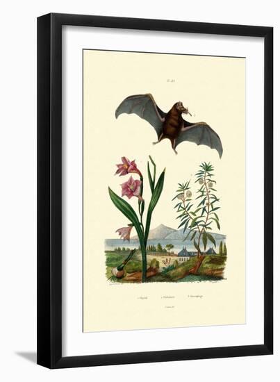 Gladiolus, 1833-39-null-Framed Giclee Print