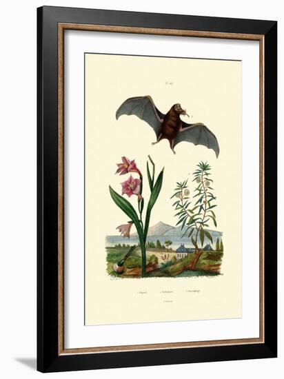 Gladiolus, 1833-39-null-Framed Giclee Print
