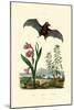 Gladiolus, 1833-39-null-Mounted Giclee Print