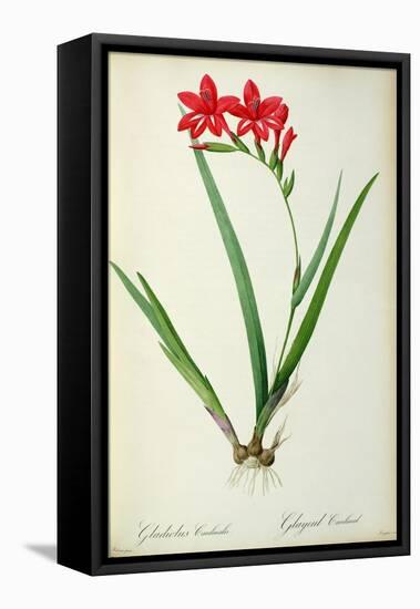 Gladiolus Cardinalis, from Les Liliacees-Pierre-Joseph Redouté-Framed Premier Image Canvas