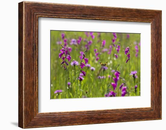 Gladiolus flowering with butterfly, Upper Bavaria, Germany-Konrad Wothe-Framed Photographic Print