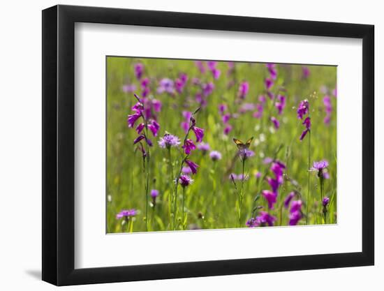 Gladiolus flowering with butterfly, Upper Bavaria, Germany-Konrad Wothe-Framed Photographic Print